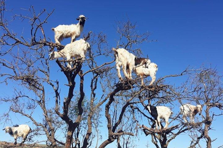 Full-Day Excursion to Essaouira from Marrakech