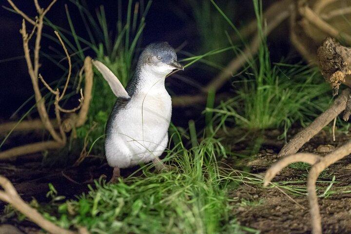 Phillip Island Penguin and Koala Highlights Day-Trip from Melbourne