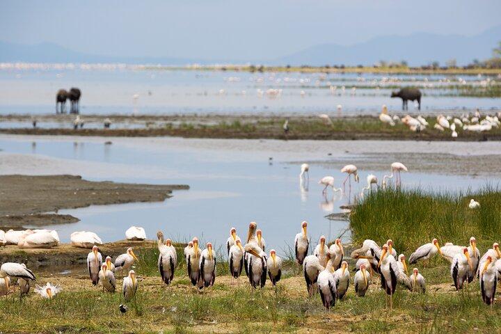 4 days safari and Kilimanjaro day hiking