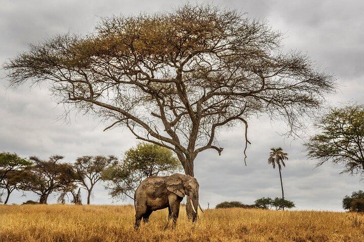 4 days safari and Kilimanjaro day hiking