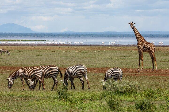 3-Day Tour to Tarangire, Ngorongoro and Lake Manyara Park