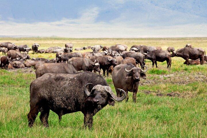4 days Safari with Waterfalls and Hot Spring