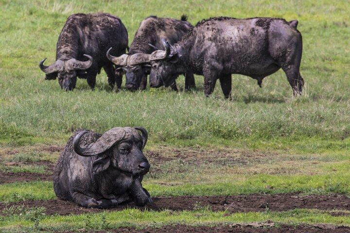 4 days Safari with Waterfalls and Hot Spring