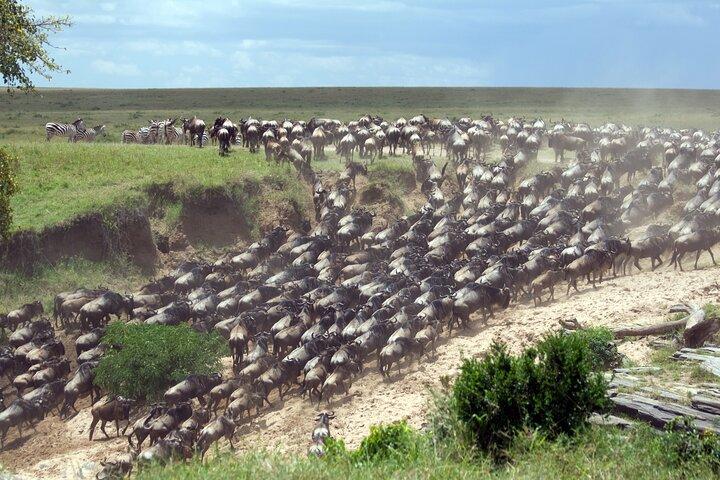 6 Days Wildebeest Migration Safaris
