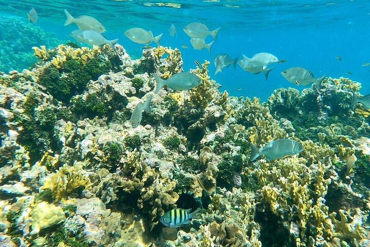 Caribbean Catamaran Day Cruise: Beaches, Snorkeling & Lunch