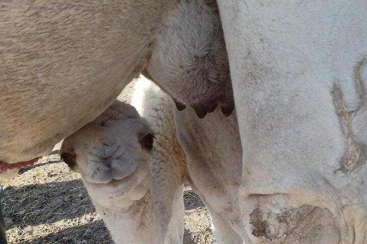 Camel Safari at Agafay Desert with Lunch