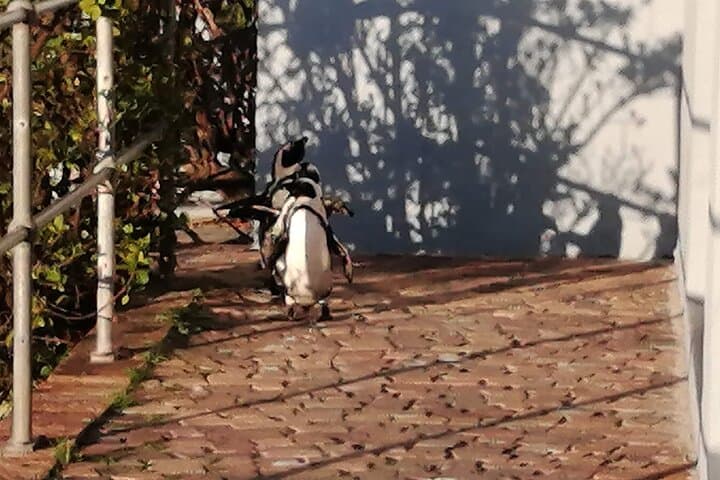 3 Day Private Full Day Cape Town Tour Includes Entries,Peninsula,Wine,City Tour,