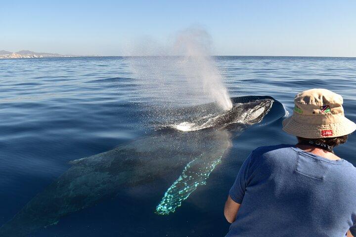 Whale Watching Cabo Female crew, sightings Guaranteed, Photos