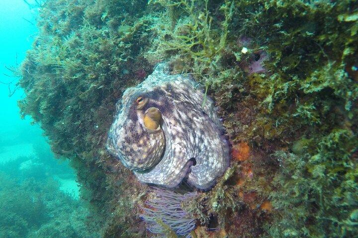 Snorkeling - Marine Park Discovery