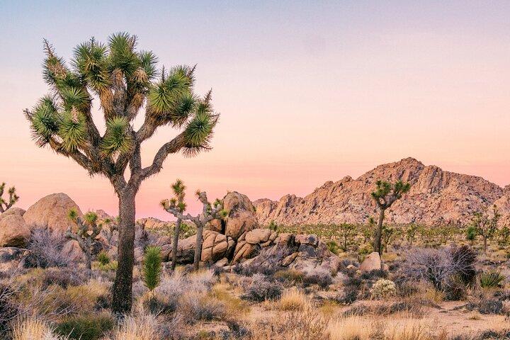 Joshua Tree National Park Self-Guided Driving Audio Tour