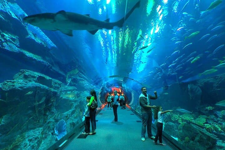 Dubai Aquarium & Underwater Zoo with Penguin Cove