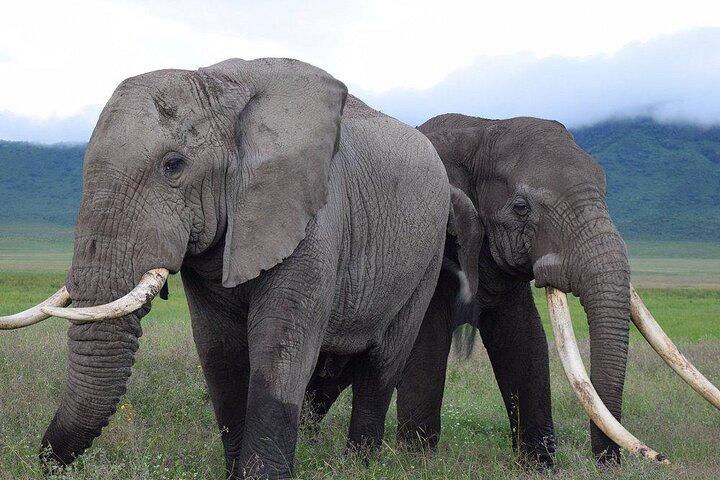 4-Day Tarangire, Serengeti &Ngorongoro Lodge Safari Tour