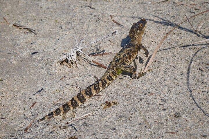 1.5 Hr Guided Private Everglades Airboat Tour, Fort Lauderdale