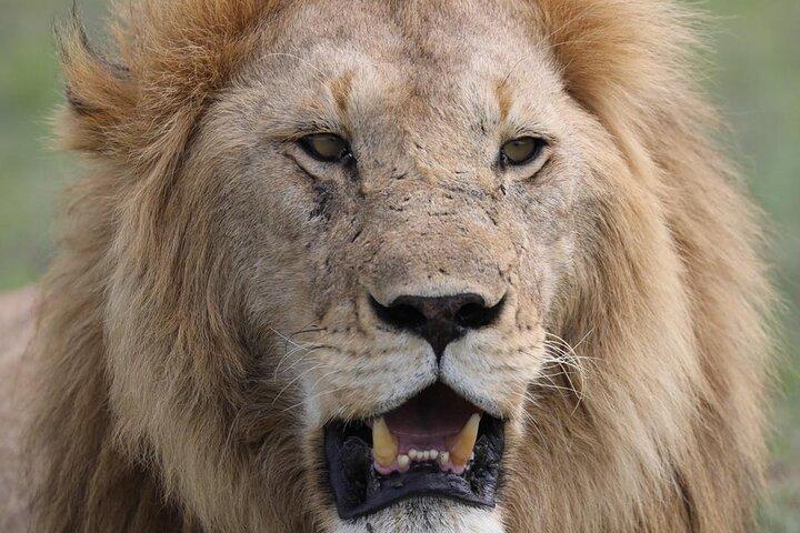 Tarangire National Park Private Day Tour