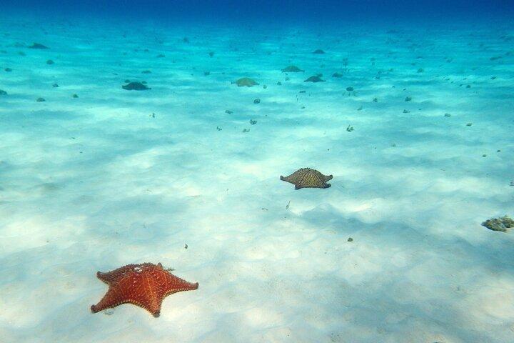Cozumel Snorkeling Tour to Palancar Reef and El Cielo