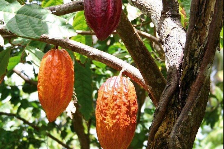 St Lucia Chocolate Making Marigot Bay & Souvenir Shopping