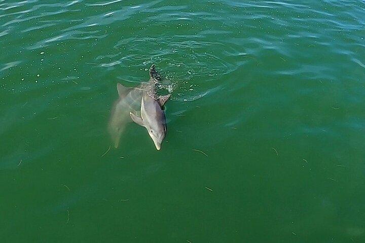 Dolphin Tour in St. Pete Beach