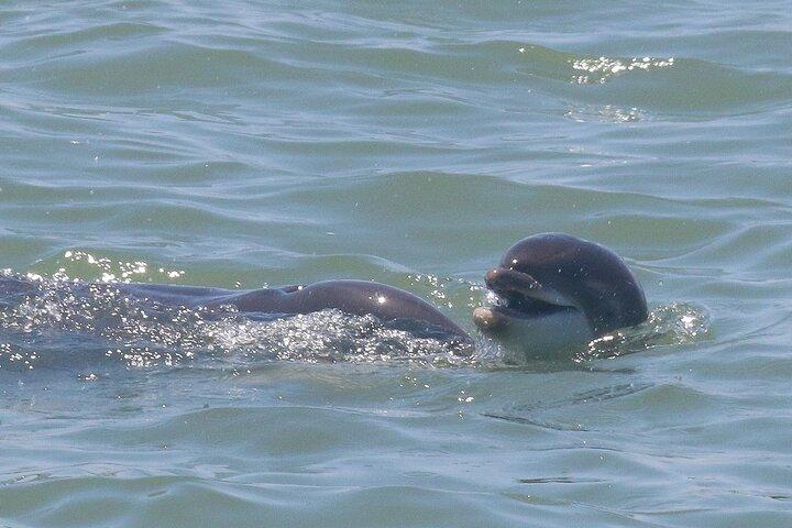 Dolphin Tour in St. Pete Beach