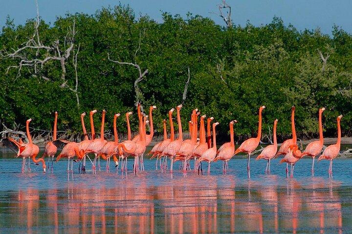 Pink Lake Las Coloradas + Rio Lagartos Reserve! From Cancun