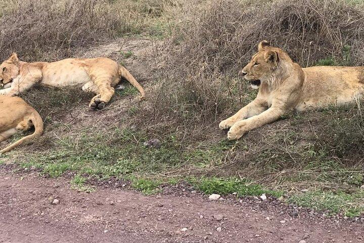Top Best 5 Days Tanzania Luxury Safari to Serengeti