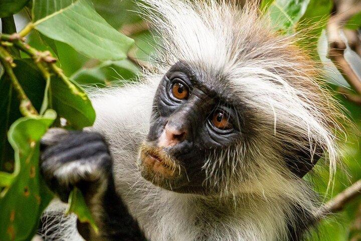 Jozani Monkey Tour; Ngonga Cave; Salaam Cave; Kuza Cave; The Rock