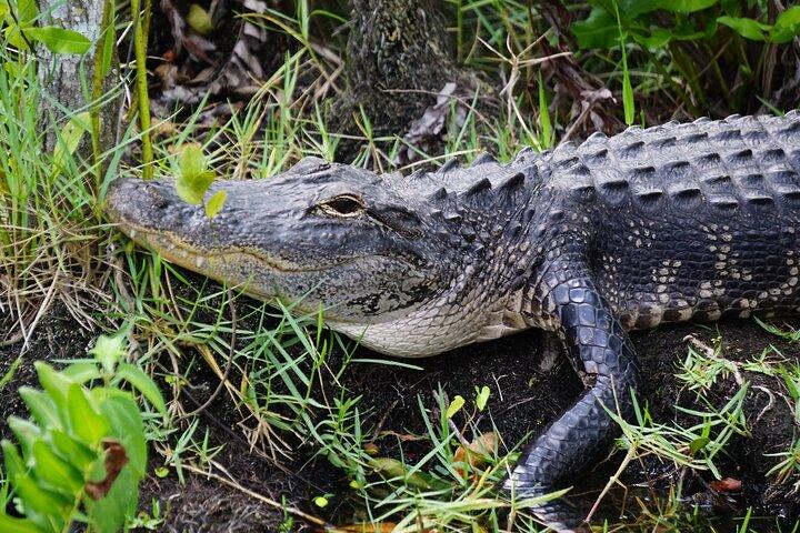 Everglades Airboat Tour with Port or South Beach