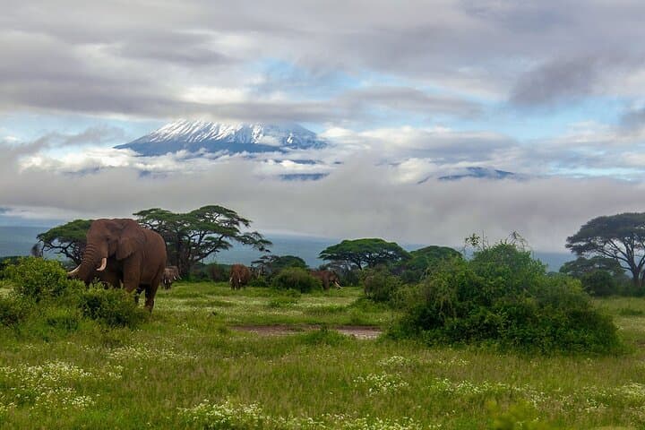 2 Days Amboseli Safari