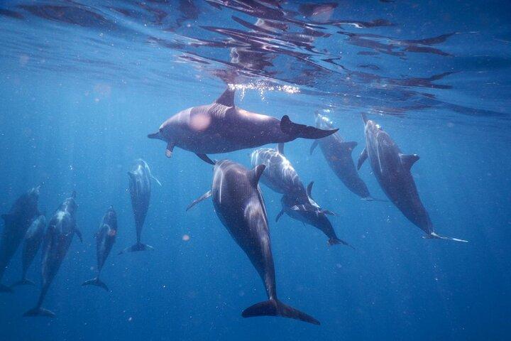 Lydia Boat Mauritius: Le Morne :Eco-Friendly Whales&Dolphins Tour