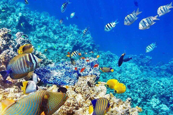 Mnemba Island Tour; Baraka Aquarium; Nungwi Village; Kendwa Beach Sunset Tour