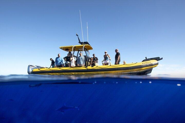 Shark-Dive Tour on Oahu's North Shore