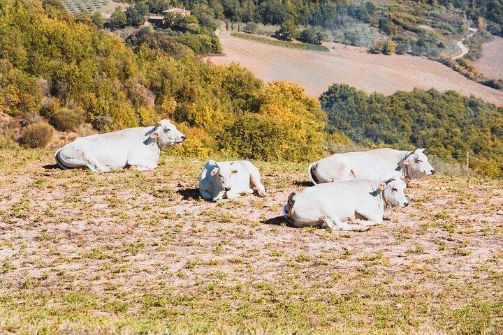 Chianina cattle Tour