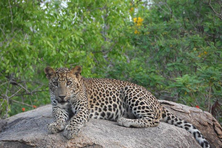 Yala:, Special Leopard and Elephants Safari Tour