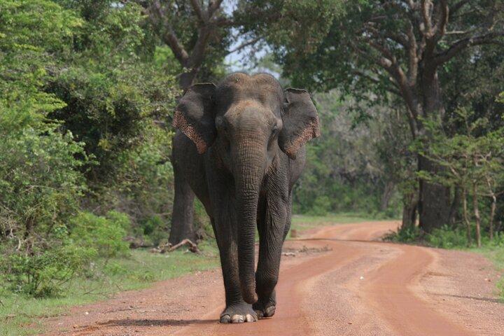 Yala:, Special Leopard and Elephants Safari Tour