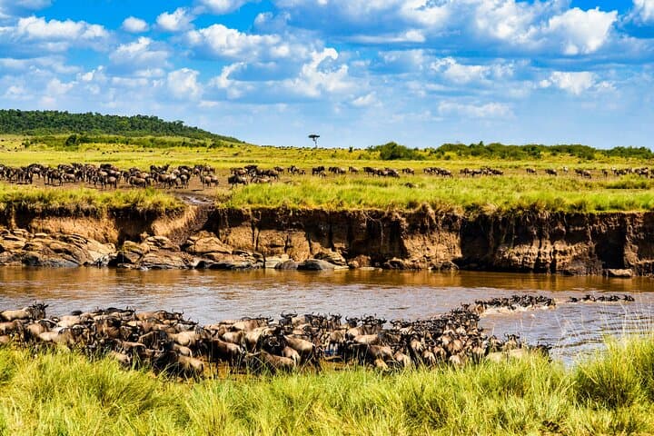 3 days maasai mara migration safari