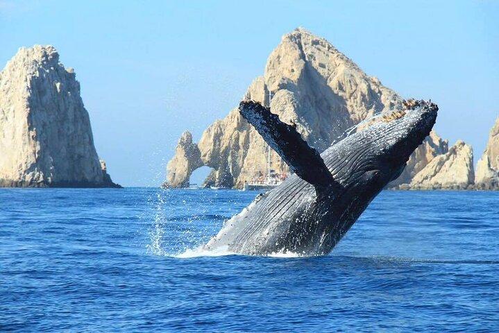 Los Cabos Whale Watching & Snorkel Adventure with Food & Drinks