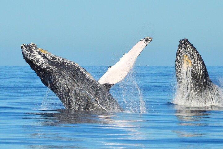 Los Cabos Whale Watching & Snorkel Adventure with Food & Drinks