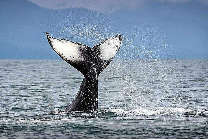 Los Cabos Whale Watching & Snorkel Adventure with Food & Drinks