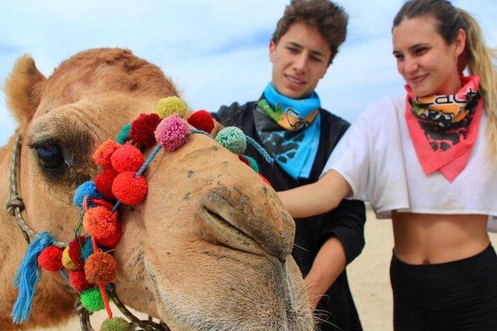 Camel Encounter and Safari Ride with Lunch and Alcohol Tasting