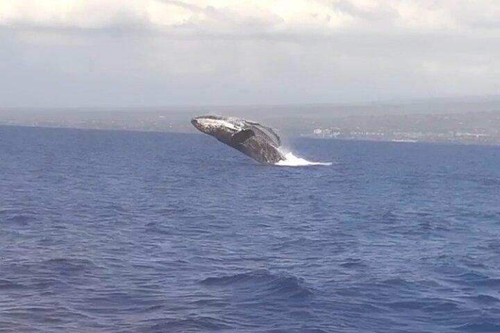 From Kihei: Molokini Snorkel & Whale Watch Tour