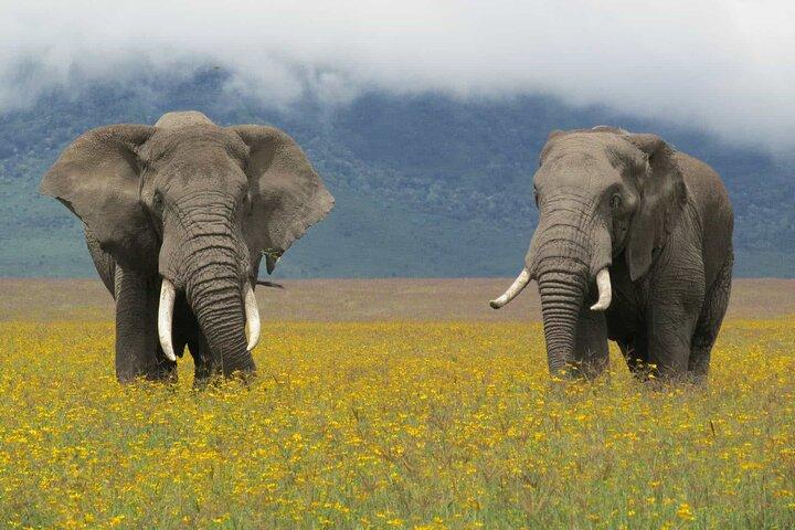 5 Days Tanzania Private Group Safari