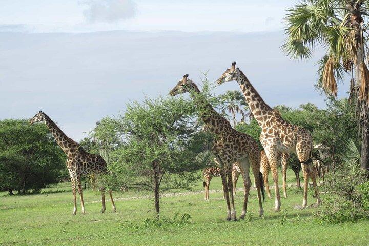 5 Days Tanzania Private Group Safari