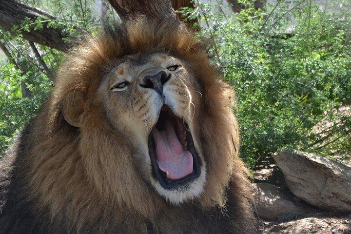 Wild Animal Nature Park Scenic Route 66 Crozier Canyon
