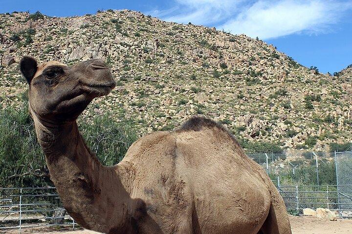 Wild Animal Nature Park Scenic Route 66 Crozier Canyon