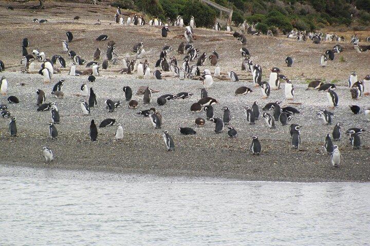Navigation to the Penguins island - USHUAIA - Beagle Channel