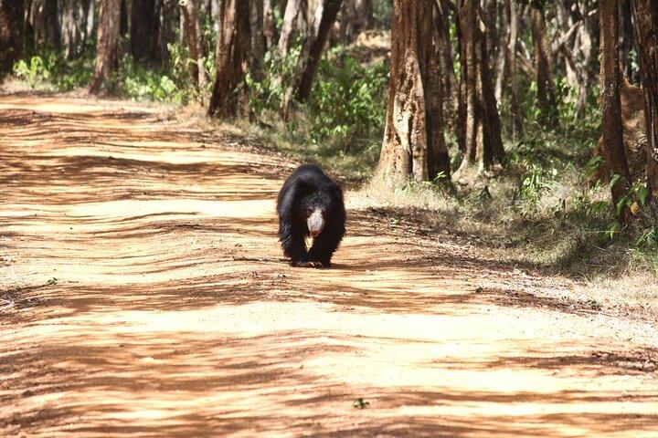 Wilpattu National Park Private Jeep Safari From Colombo & Negombo