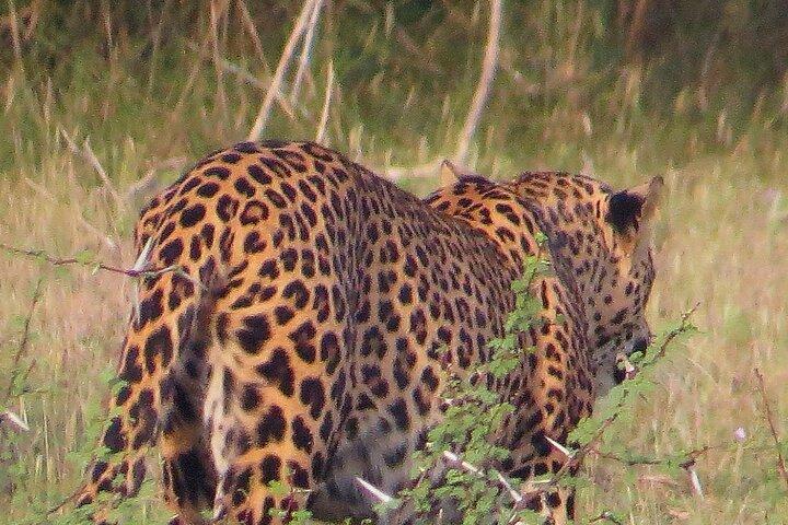 Wilpattu National Park Private Jeep Safari From Colombo & Negombo