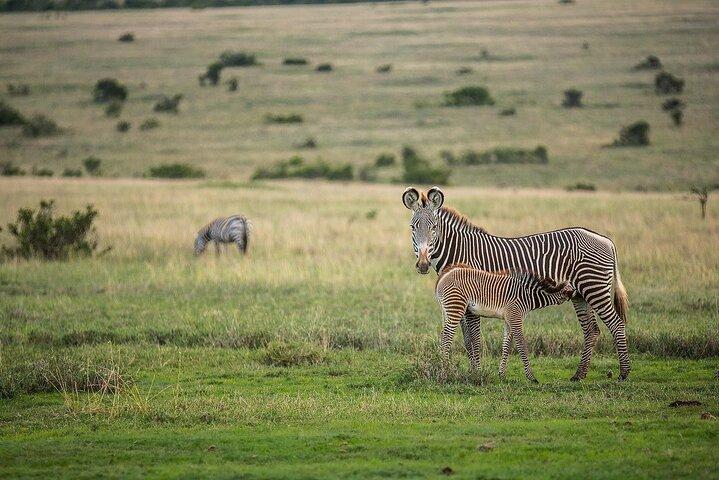 11-Day Ultimate Kenya Luxury Safari