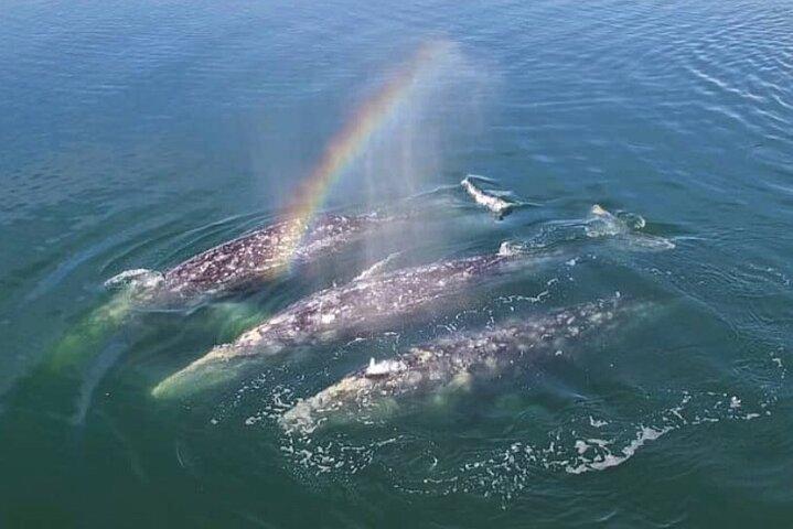 World Class Whale Watching with Breakfast and Open Bar