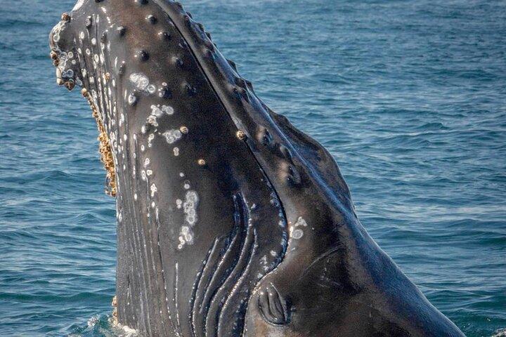 Cabo San Lucas Small-Group Whale Watching Tour: Hear the Whales