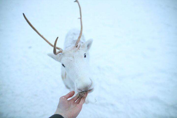 Local Reindeer Farm Visit & Short Sledge Ride